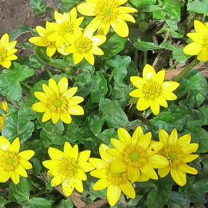 Lesser Cellandine