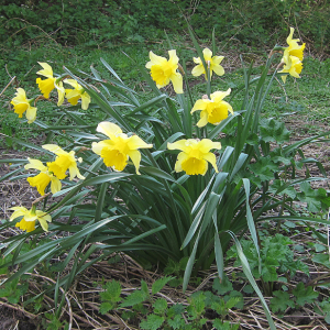 Daffodil