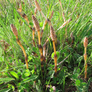Field Horsetail