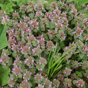 Red Dead-nettle