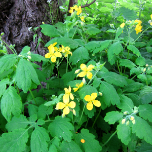 Greater Celandine