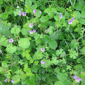 Hedgerow Cranesbill