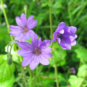 Hedgerow Cranesbill