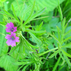 Cut-leaved Cranesbill