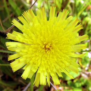 Common Cat's Ear