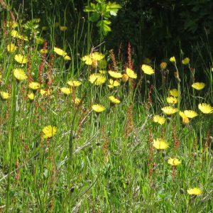Common Cat's Ear