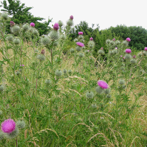 Spear Thistle