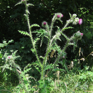 Welted Thistle