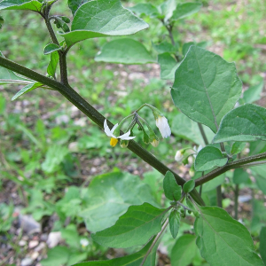 Black Nightshade