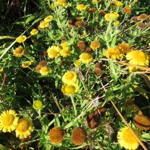 Common Fleabane