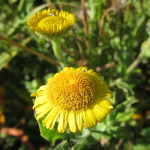 Common Fleabane