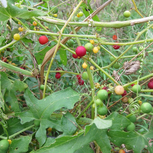 White Bryony