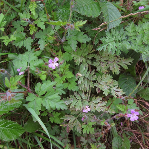 Herb Robert