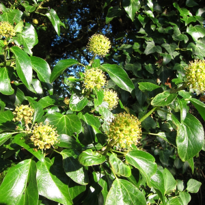 Ivy