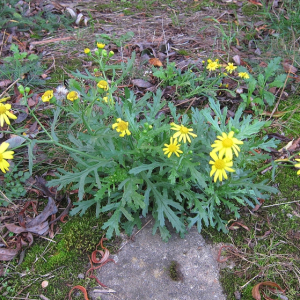 Oxford Ragwort