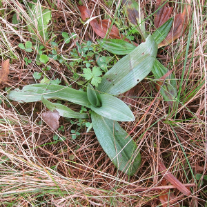 Bee Orchid
