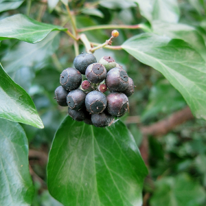 Ivy berries