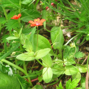 Scarlet Pimpernel