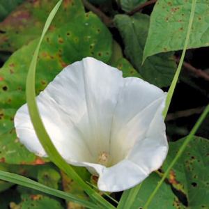 Great Bindweed