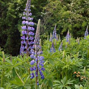 Lupins