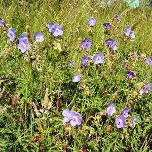 Meadow Cranesbill