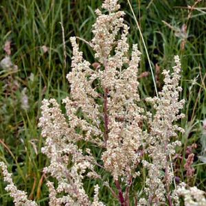 Mugwort