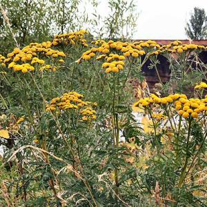 Tansy