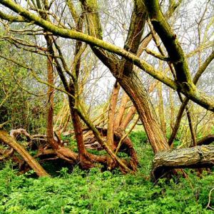 Crack Willow