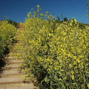 Wild Cabbage