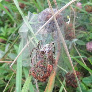 Nursery Web Spider