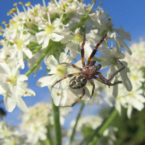 Larinioides cornutus