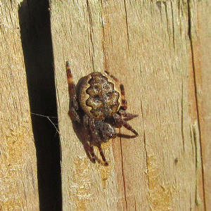 Nuctenia umbratica