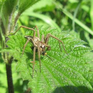 Nursery Web Spider