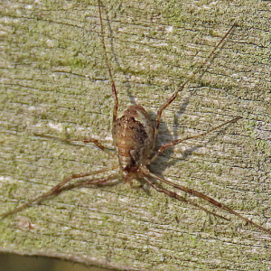 IMG_3483a-Harvestman-Paroligolophus-agrestis