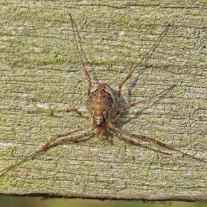 IMG_3484a-Harvestman-Paroligolophus-agrestis