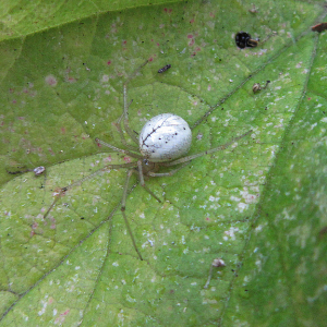 Comb-footed Spider