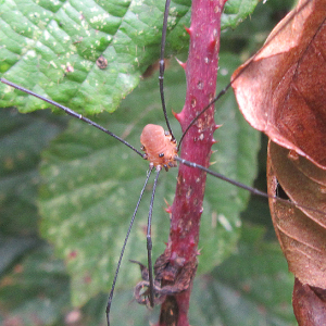 Harvestman