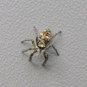 Zebra Spider