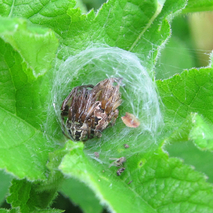 Larinioides cornutus