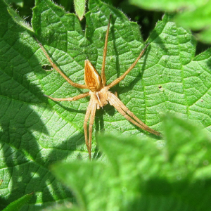 Nursery Web Spider