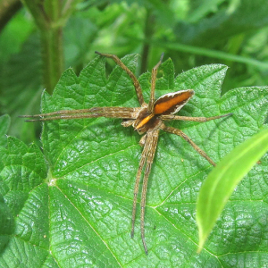 Nursery Web Spider