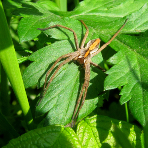 Nursery Web Spider