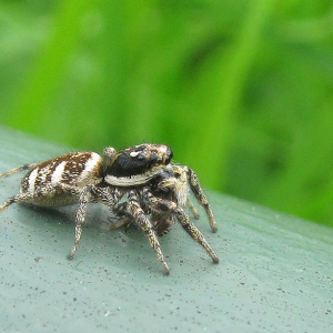 Zebra Spider
