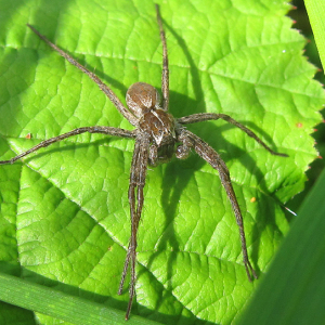 Nursery Web Spider