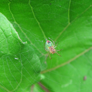 Cucumber Green Orb Spider