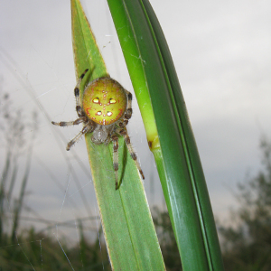 Araneus quadratus