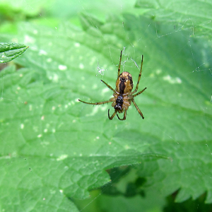 Metalina segmentata - underside