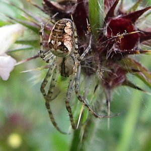Metellina segmentata