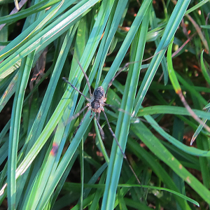 Harvestman