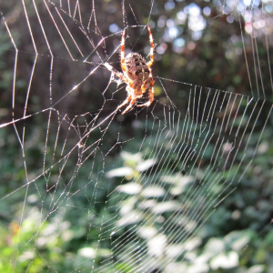 Garden Spider